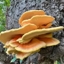 chicken of the woods recipe